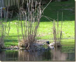 WK 2 Duck