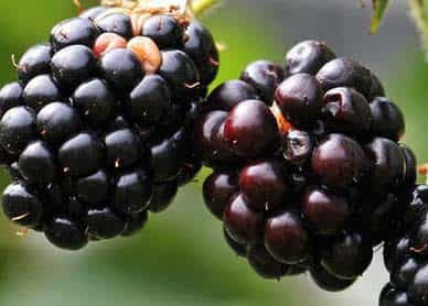 jamun black berry for diabetes