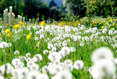 Dandelion Flower Field