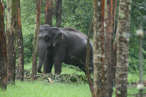 elephant park near munnar. enjoy wild life tour