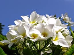Flor Nacional (Sacuanjoche)