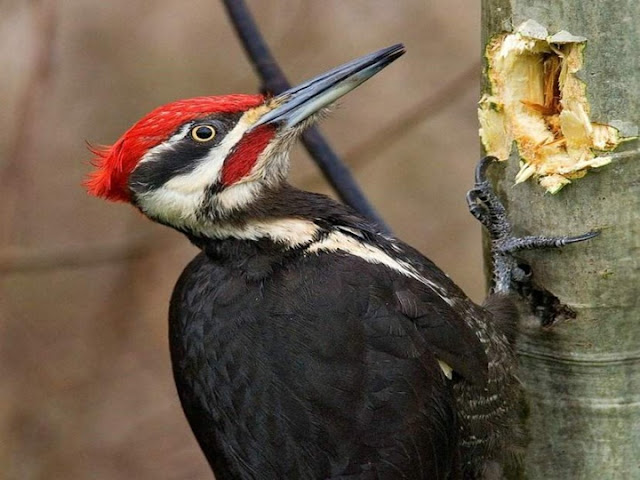 Colorful Birds - Beautiful Collection Seen On www.coolpicturegallery.us