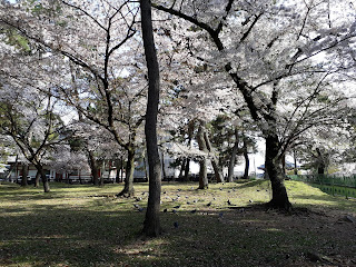 nara park