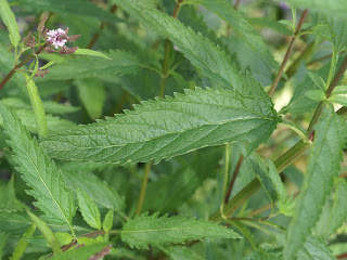 Verbena hastata 'Pink Spires'