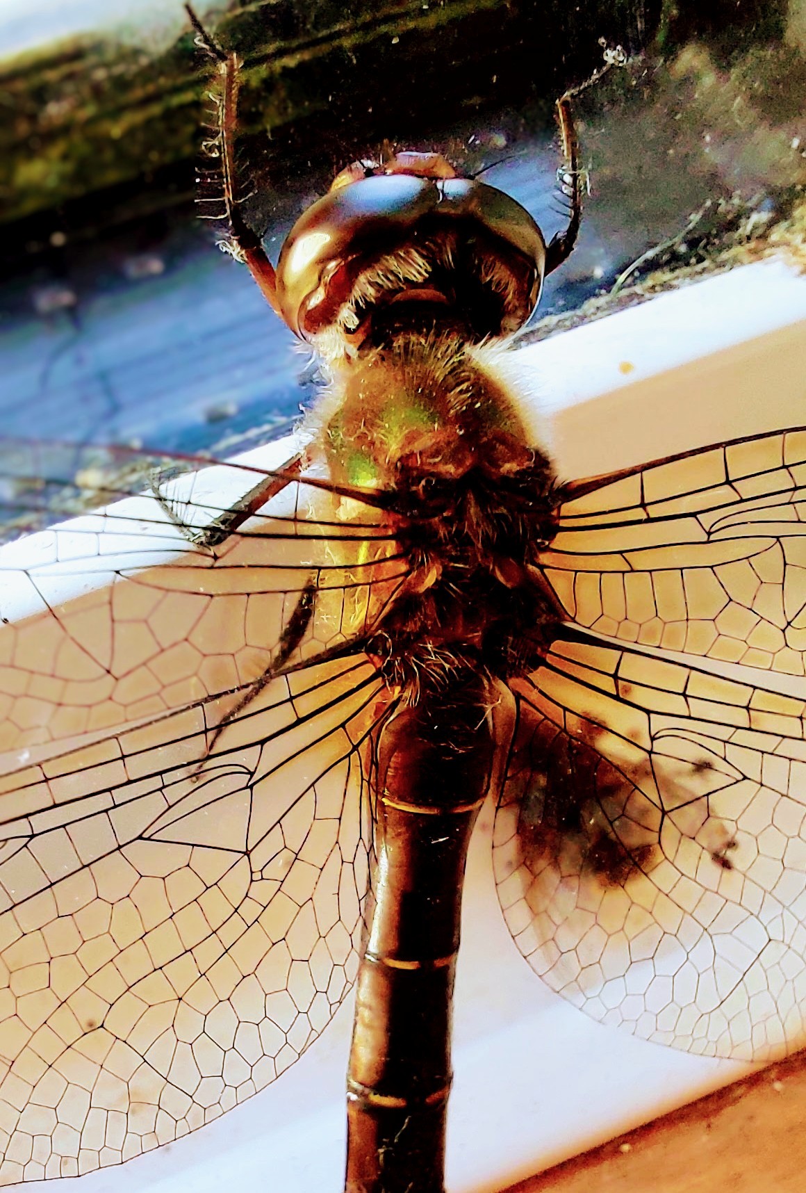 Dragonfly on a windowsill