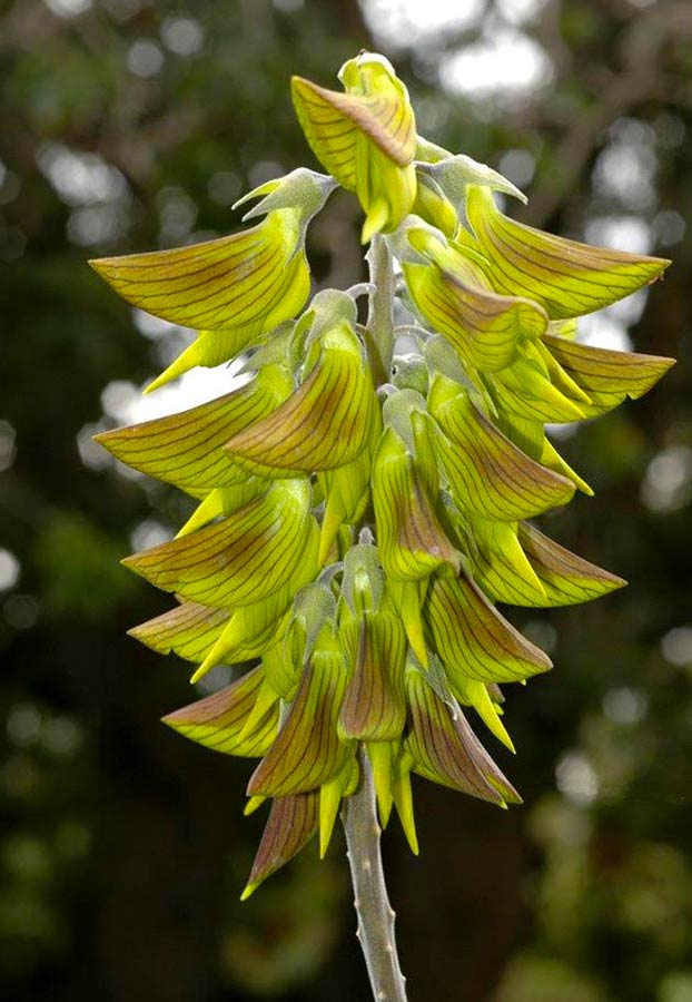 Planta colibri verde