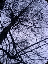 Wednesday: Neighborhood walk