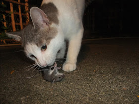 cat catch mouse, baby mouse, bring inside, 