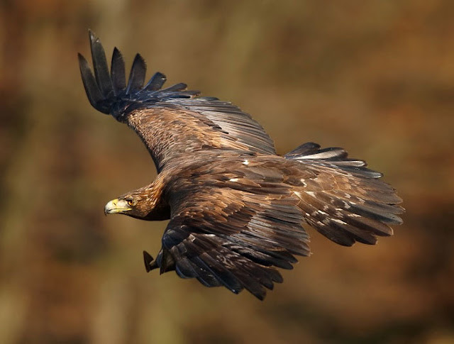  Conservation together with monitoring efforts for the golden eagle volition produce goodness from the newly For You Information - Newly sequenced golden eagle genome volition assist its conservation