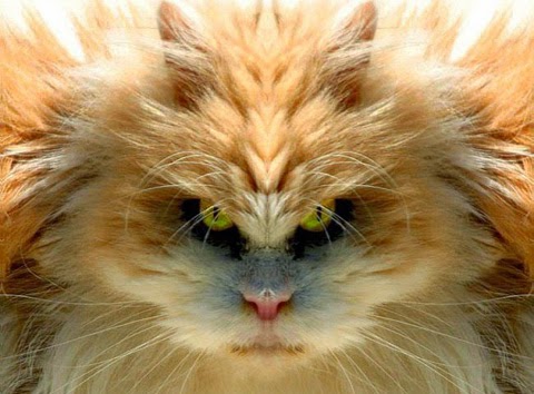 The Different Faces of Cats  From Hell Cool Stories and 