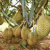 Inilah Teknik Menanam Bibit Durian Secara Vegetatif Menggunakan Paranet