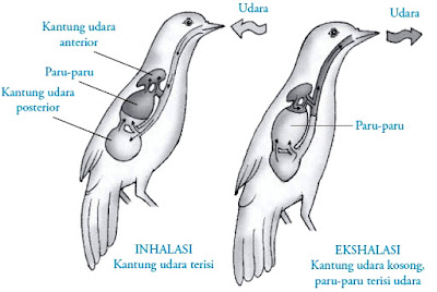 Sistem Pernapasan Hewan Vertebrata dan Invertebrata Lengkap Sistem Pernapasan Hewan Vertebrata dan Invertebrata Lengkap