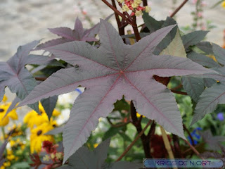 Ricinus communis - Ricin commun