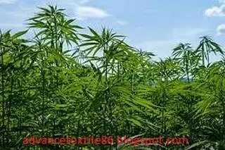 Hemp Tree