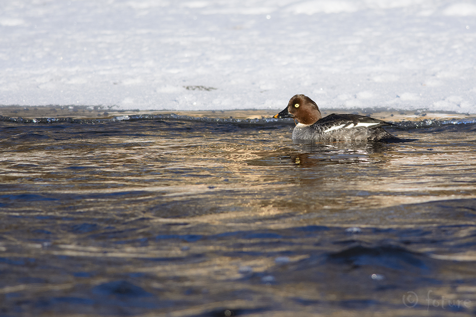 Sõtkas, Bucephala clangula, Glaucionetta, Common Goldeneye, Whistler, part, duck