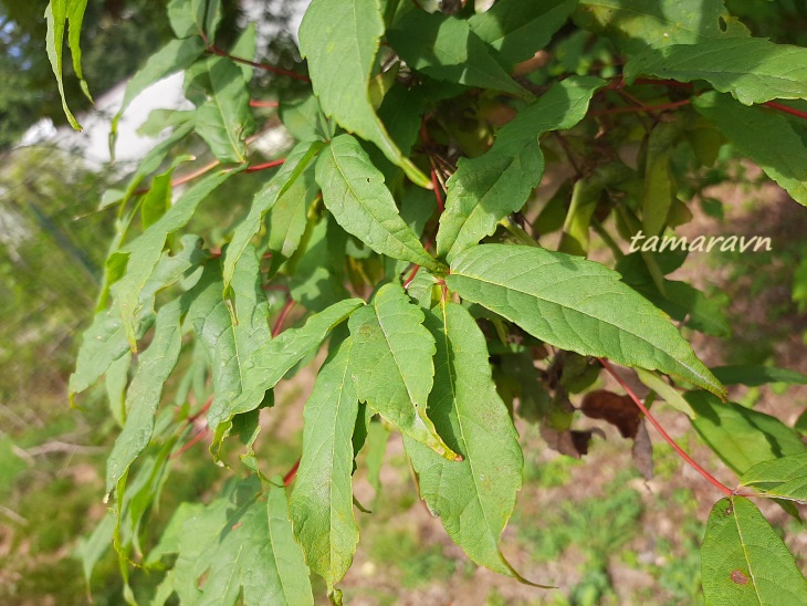 Клён маньчжурский (Acer mandshuricum)