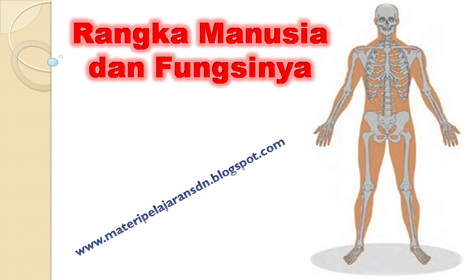 Rangka manusia dan fungsinya