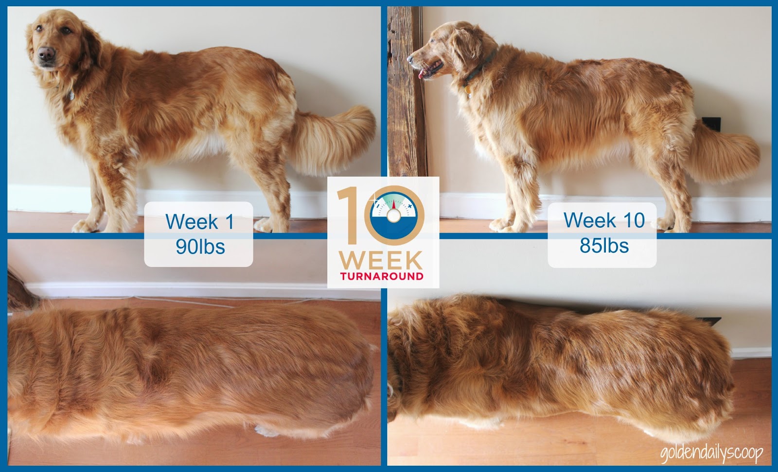 10 week turnaround before and after pics of dog