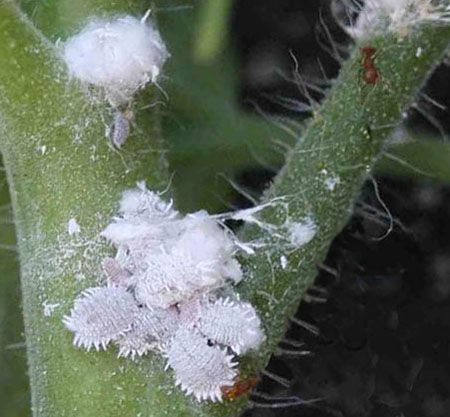 Tallo de una planta afectada con la plaga de cochinilla algodonosa