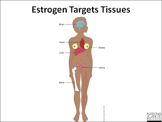 estrogen