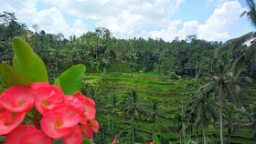 sawah-terasering-tegallalang-bali