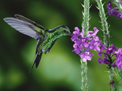 Aves de El Salvador