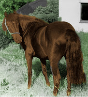 liver-chestnut welsh mountain pony.