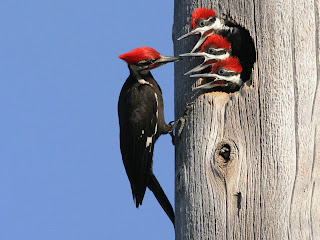 What You Should Know About Woodpecker