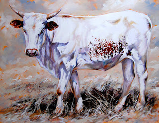 Nguni Cattle