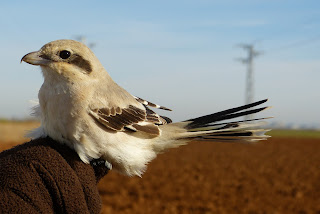 Alcaudón Estepario (Lanius pallidirostris)