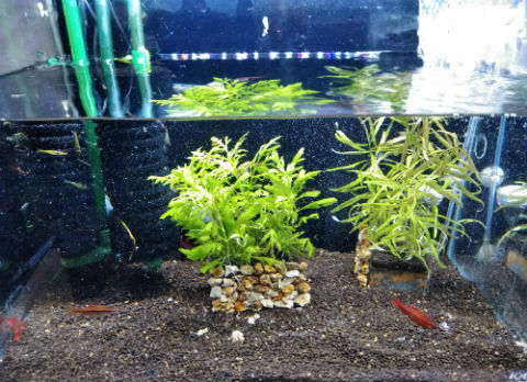 ソイルが寿命迎えたので交換 ミナミヌマエビは 水質はどうなった 主夫の綴るブログ アクアリウム情報発信ブログ 晴耕雨読