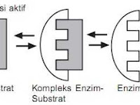 Cara kerja enzim Metabolisme Kelas 12 IPA SMA-MA