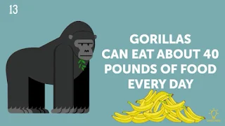 Cute Animal Facts