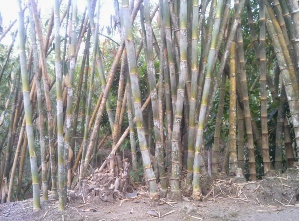 WAKTU TERBAIK MENEBANG BAMBU