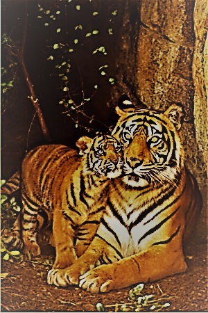 Legenda Masyarakat Jawa Kisah Harimau dan Kucing 