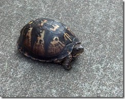 box turtle bicycling oct 2013