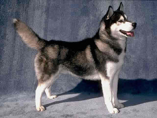 Siberian Husky