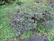 This little rhododendron impeditum was blooming away. (img )