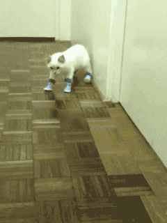 Funny cats - part 246, funny cat pictures and gifs, best cat picture and gif