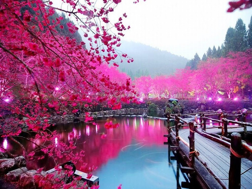 Gambar Wallpaper Pemandangan Bunga Sakura Art Wallpaper