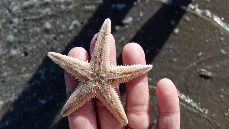 stella marina, rosolina