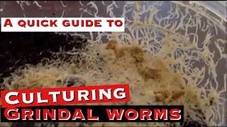 Culturing Grindal Worms: A Quick Guide