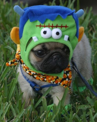 Cute Pug Puppy Halloween Costume