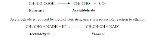 fate of pyruvate