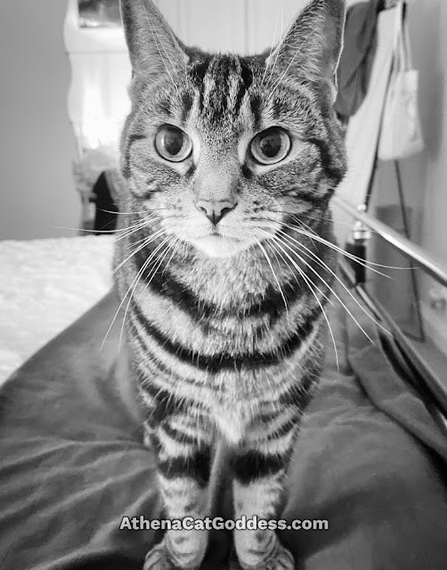 tabby cat in black and white
