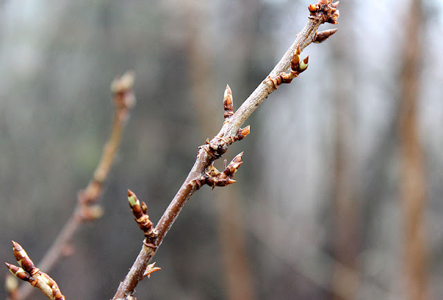 Metsämielellä, Fotodays -voimaa valokuvasta