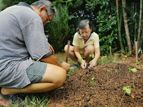 Madam Tan Swee Jee and her husband planting peanuts and sweet potatoes in their garden.