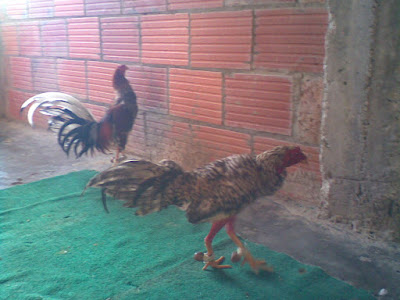 foto de dos gallos preparandosen para su combate en entrenamiento