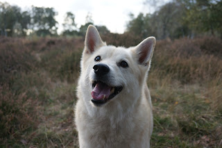 honden verwisselen