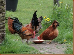 Kukel laat de hen voorgaan met eten